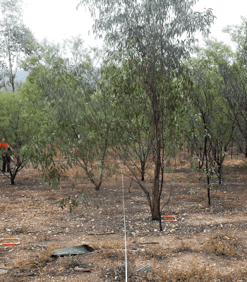 ACARP (Australian Coal Association Research Program)-funded project investigating recognisable and self-sustaining ecological mine rehabilitation