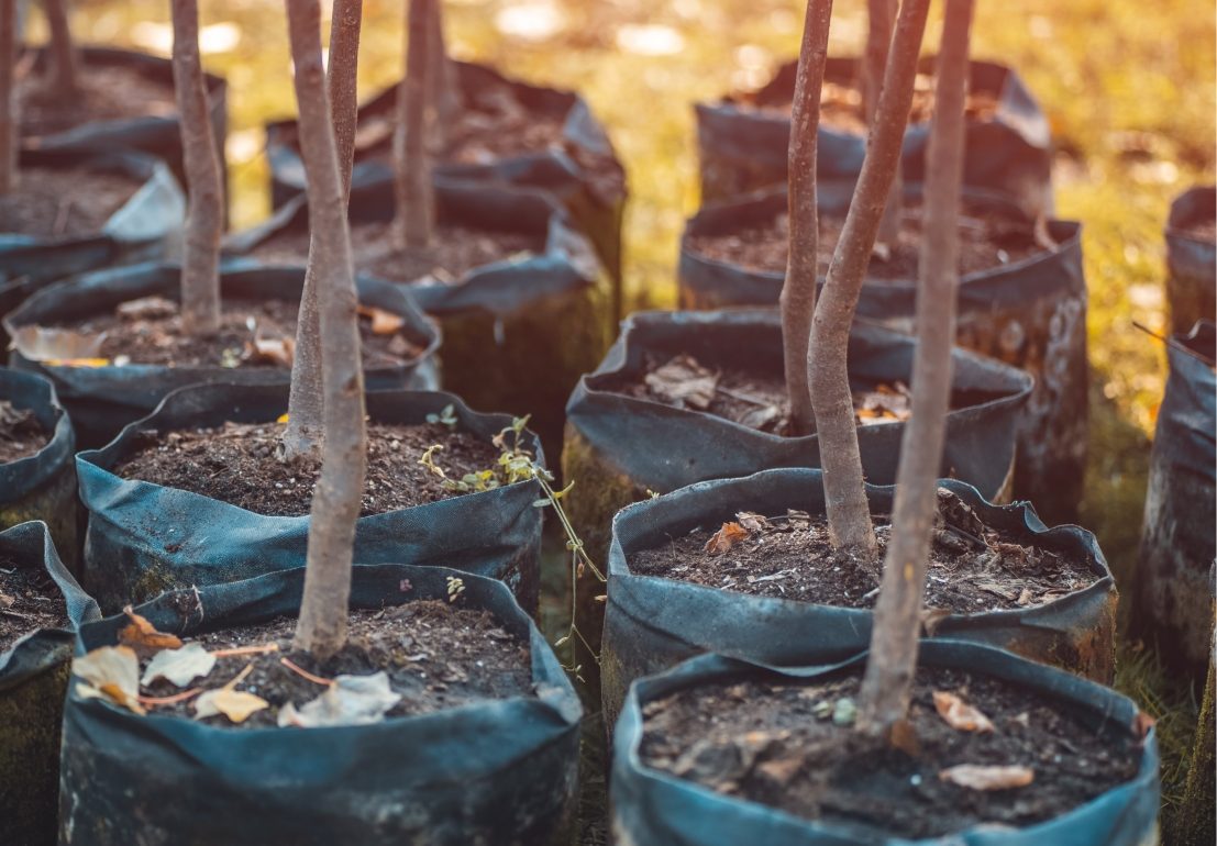 A collection of young tree saplings in pots