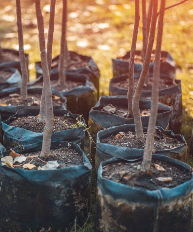 A collection of young tree saplings in pots