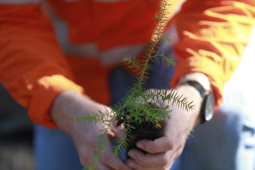 Male holding seedlings ready to plant for rehabilitation on mine site in closure phase