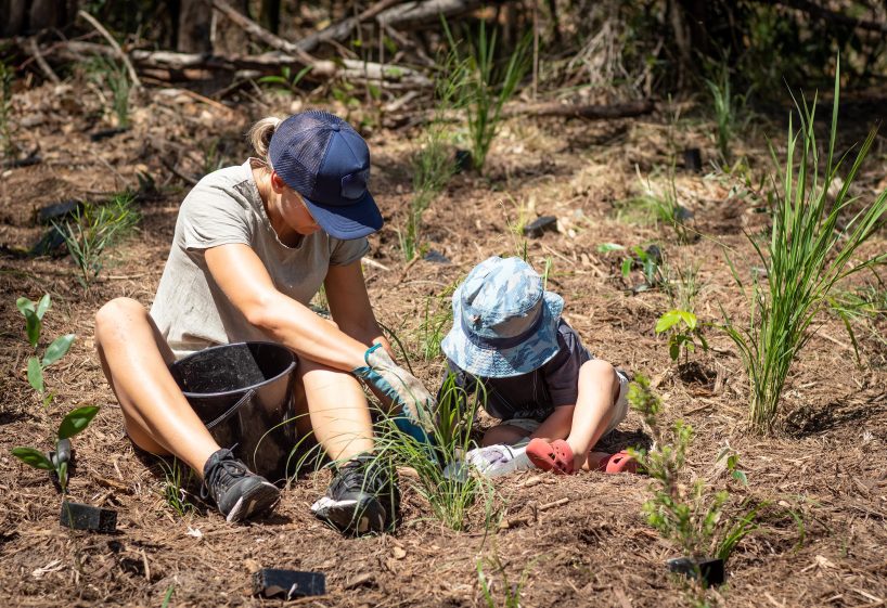 Planting tube stock, bush regeneration