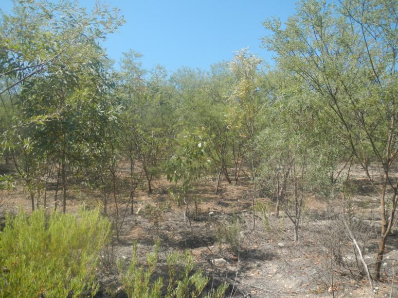 Mine Rehabilitation site in the Hunter Valley