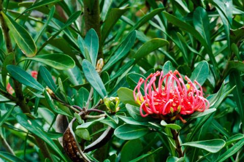 Tasmanian Waratah (Telopea truncata)