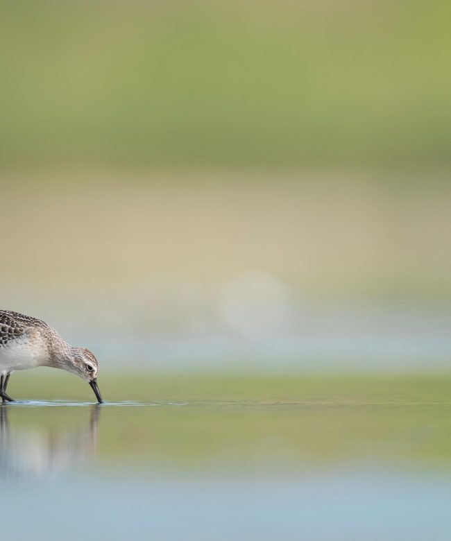 The curlew sandpiper (Calidris ferruginea)