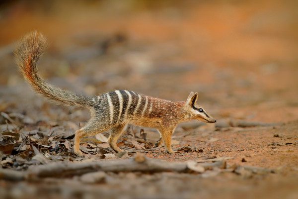 Numbat (Myrmecobius fasciatus), insectivorous diurnal marsupial, diet consists almost exclusively of termites. Small cute animal termit hunter in the Australian forest