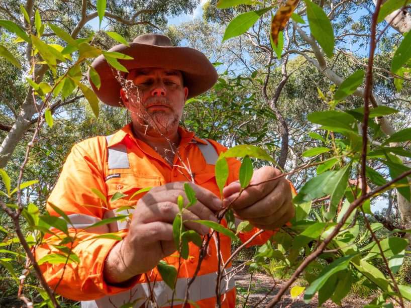 Male in broad brimmed hat doing plant identification