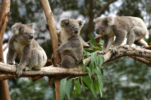 Koala, phascolarctos cinereus, Group sitting on Branch, Australia