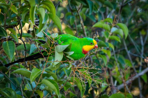 superb parrot (Polytelis swainsonii)