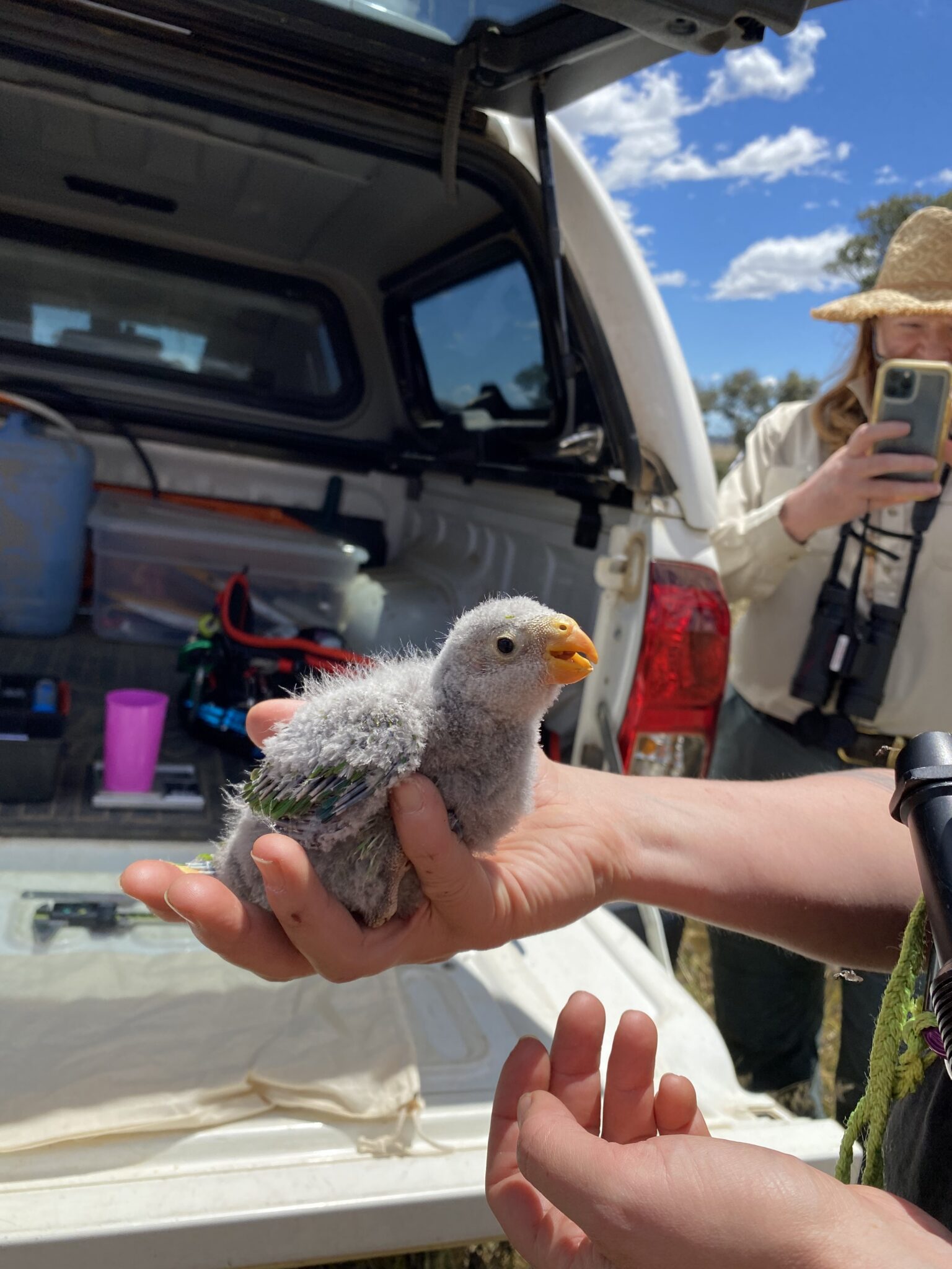 Dr Laura Rayner, ACT Government Ecologist holding Superb Parrot (Polytelis swainsonii)