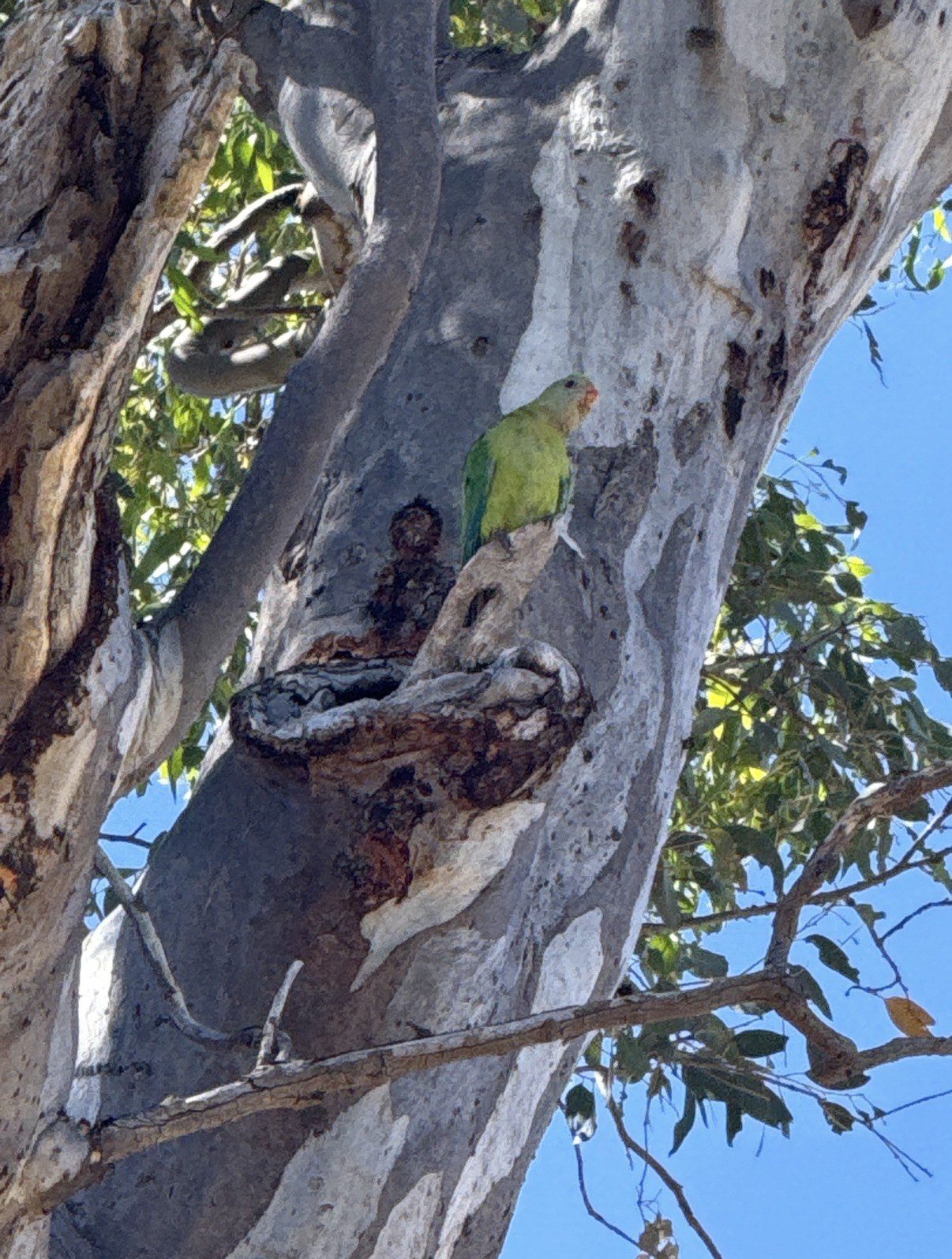 Superb Parrot (Polytelis swainsonii)
