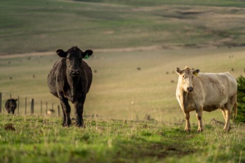 Stud Angus, wagyu, Murray grey, Dairy and beef Cows and Bulls grazing on grass and pasture in a field. The animals are organic and free range, being grown on an agricultural farm in Australia.